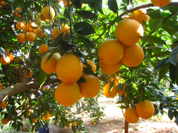 【标准果 江西特产 赣南脐橙 橙子信丰脐橙 新鲜