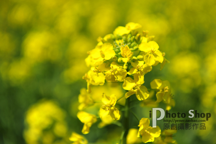 油菜花特写照片_白背景竖构图向日葵图片大全