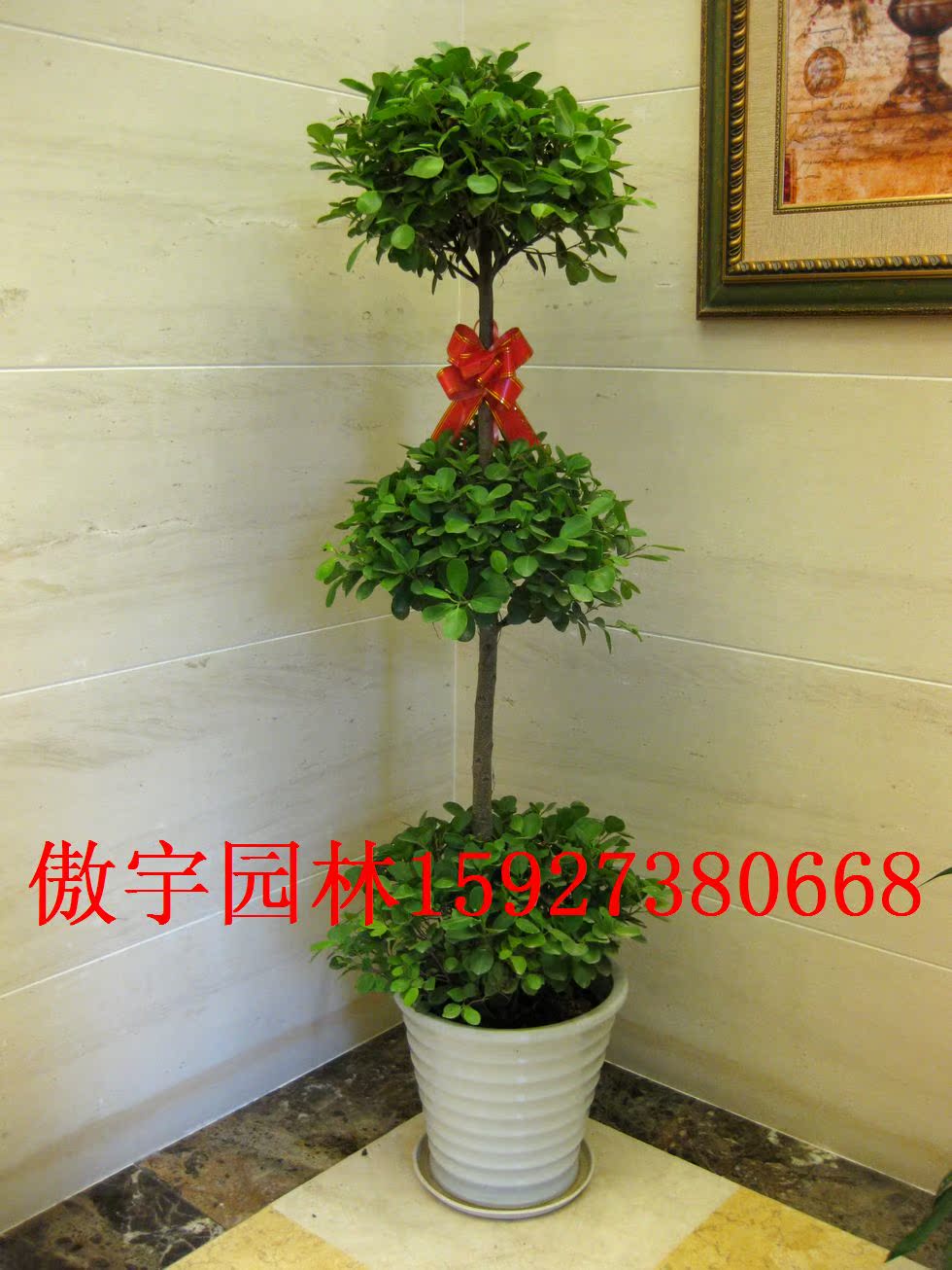 武汉绿植盆栽 摇钱树 象征财运的 花卉植物 租赁