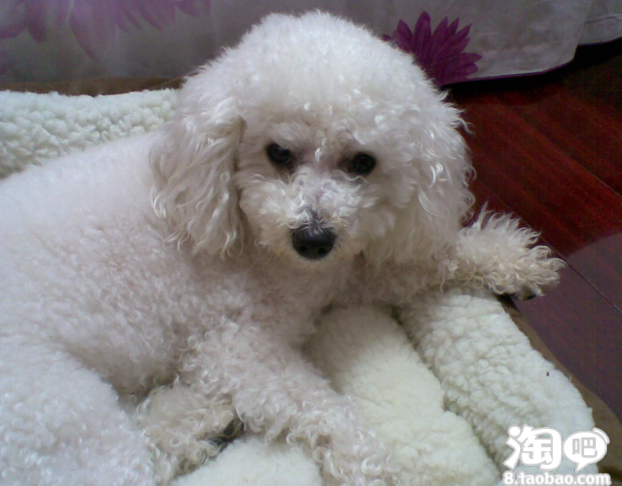 杨贵妃馒头_济宁理工杨贵妃_历史真正杨贵妃画像_杨 ...