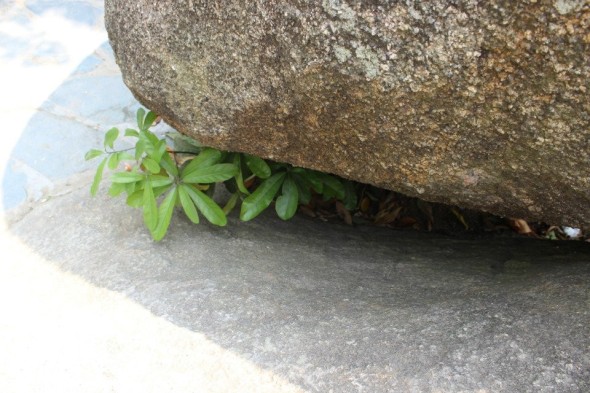 小草即使被压在巨石下面